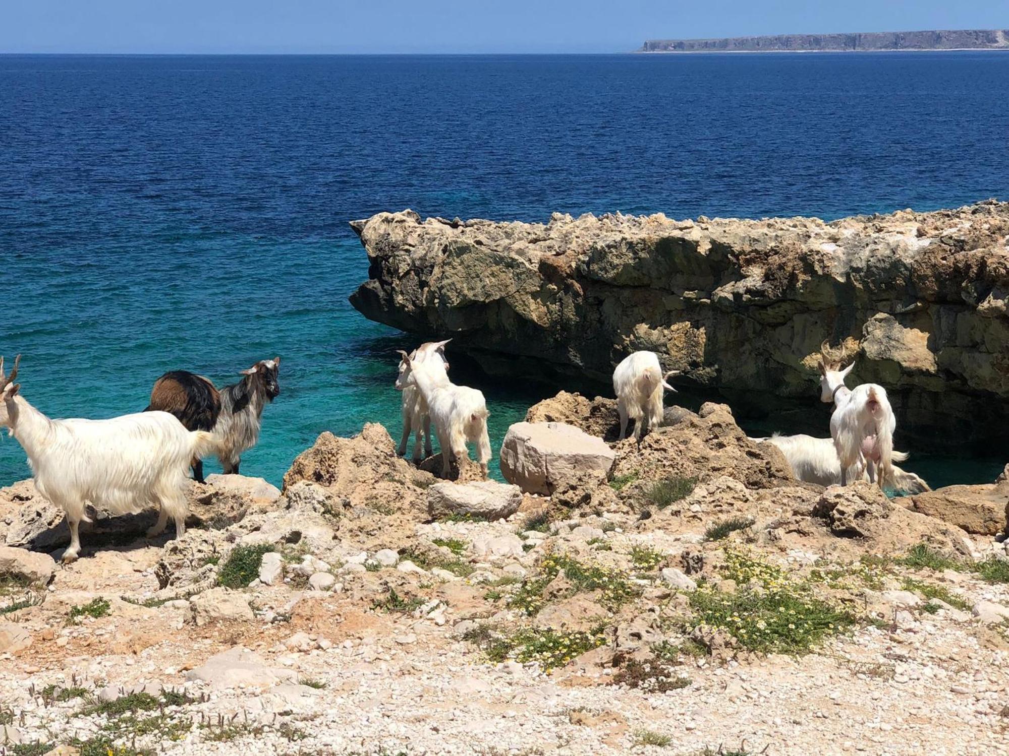 L'Oasi Una Pineta Sul Mare Custonaci Extérieur photo